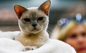 Istraživanje: Da li nas mačke stvarno razumiju ili se samo pretvaraju da nas razumiju