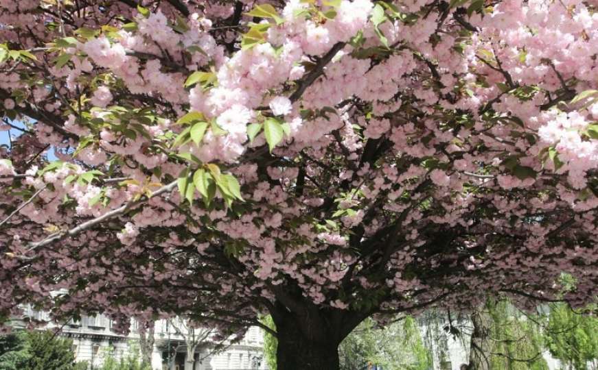 Ružičasta čarolija: Sutra u parku Hastahana otvaranje Festivala japanske trešnje