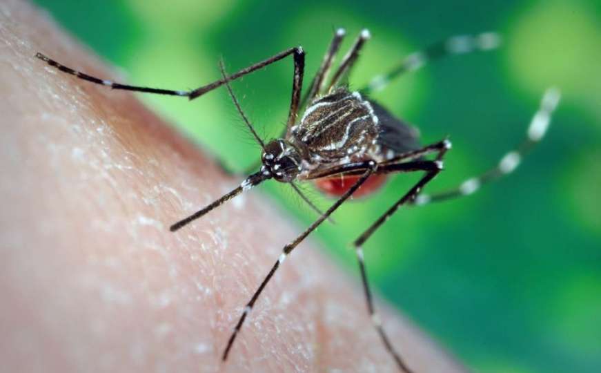 Opasne tropske bolesti postaju naša svakodnevnica