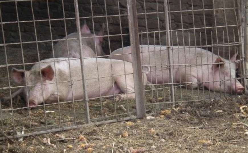 SAD: Oživjeli mozak svinje četiri sata nakon što je ta životinja ubijena