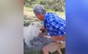 Napad lavice: Još jedan turista "naučio" zašto ne treba dirati divlje životinje