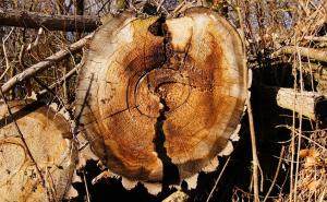 Starca ubilo stablo prilikom sječe drva