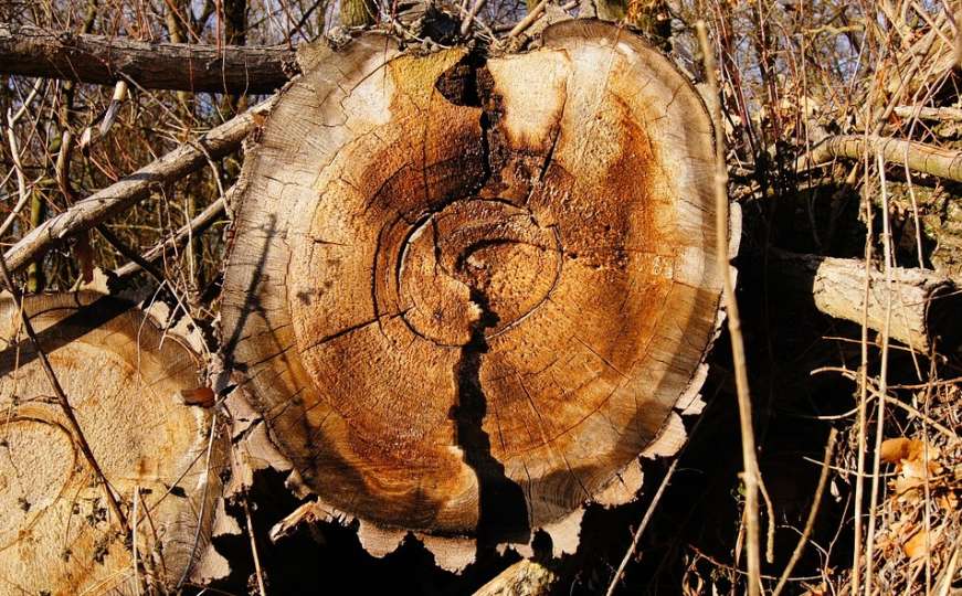 Starca ubilo stablo prilikom sječe drva