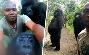 I gorile poziraju za selfije: Fotke iz Virunge oduševile raju na internetu