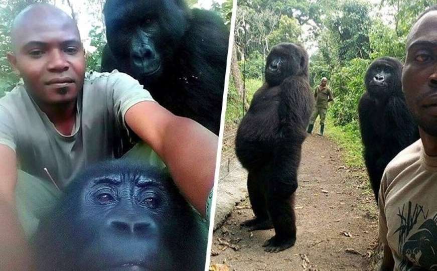 I gorile poziraju za selfije: Fotke iz Virunge oduševile raju na internetu