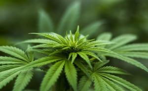 Dan kanabisa - znate li zašto se slavi svakog 20. aprila?