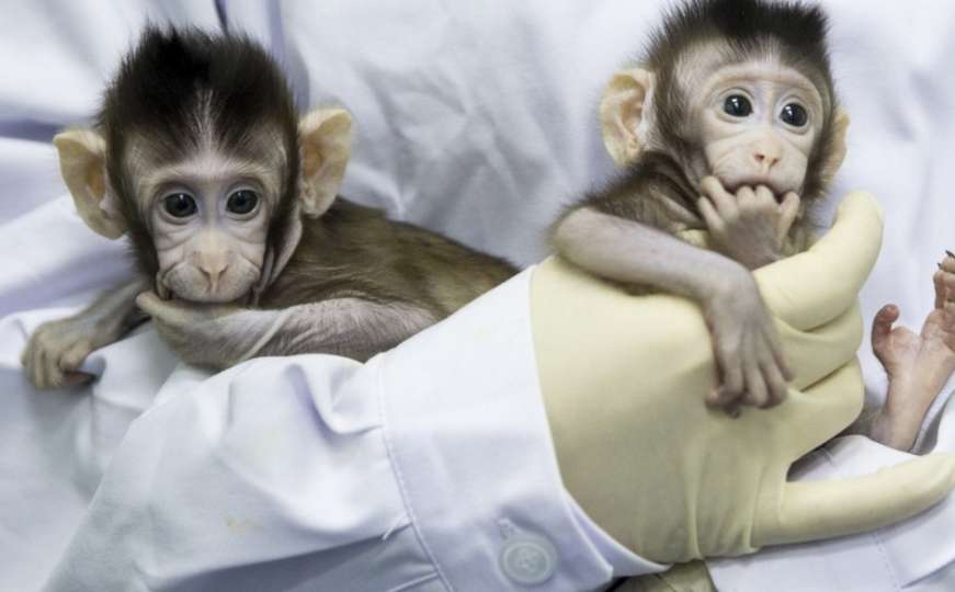 Kineski naučnici opet uznemirili svijet: U majmune usadili gene ljudskog mozga