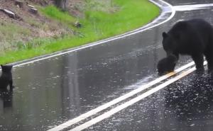 Medvjedići zapeli na cesti, svi vozači su čekali da im majka pomogne