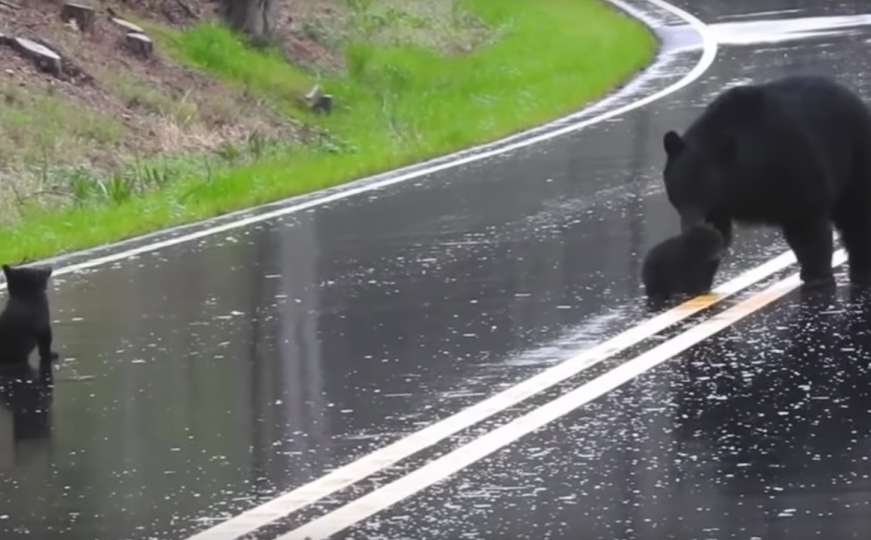 Medvjedići zapeli na cesti, svi vozači su čekali da im majka pomogne