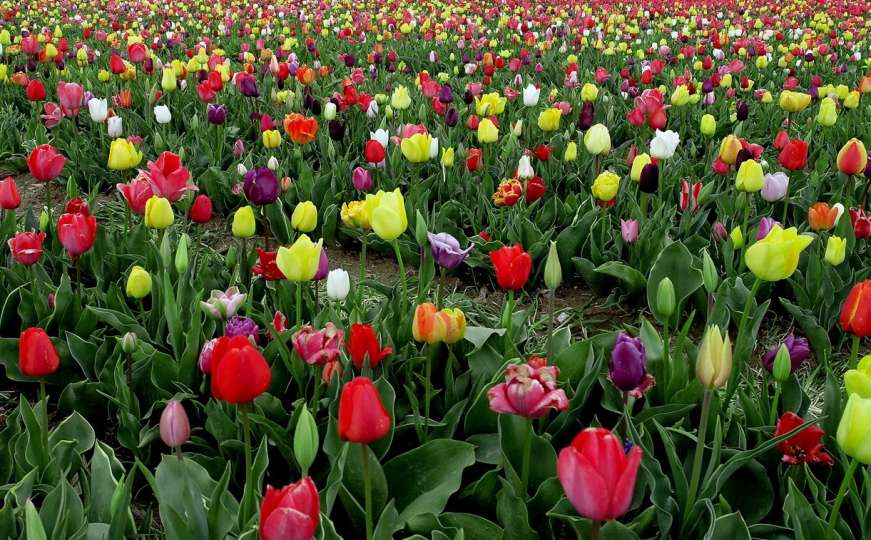 Pedeset miliona tulipana na jednom mjestu - ćilim na kojem se vidi svaka boja