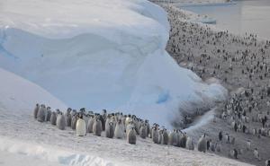 Strahota: Jedna od najvećih kolonija carskog pingvina nestala u moru