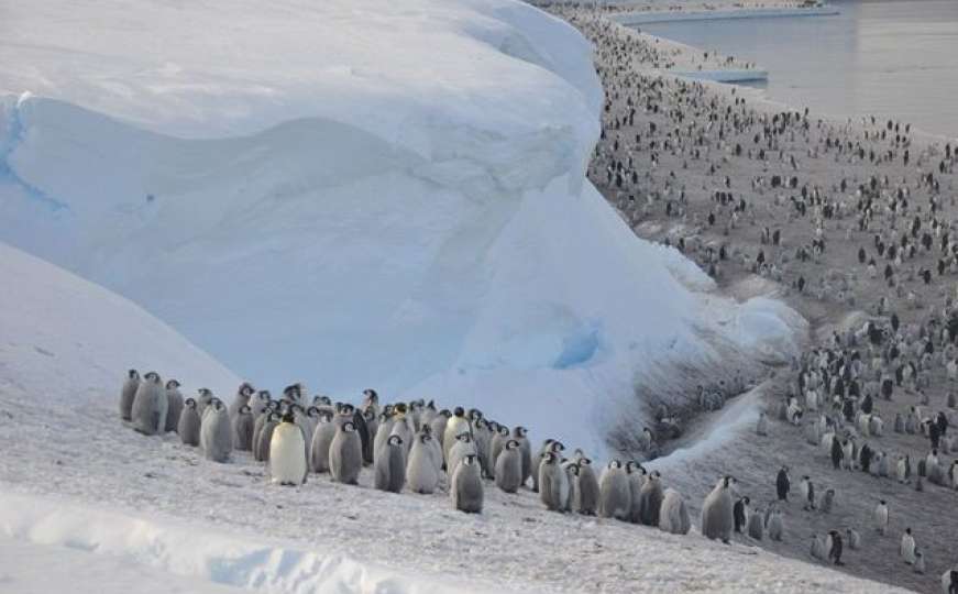 Strahota: Jedna od najvećih kolonija carskog pingvina nestala u moru