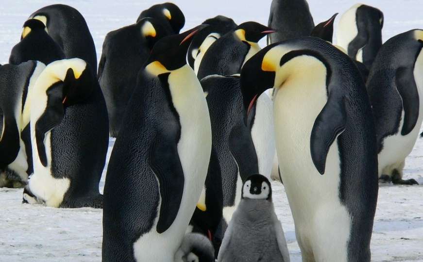 Ljudi, planeta nam umire: Nestala druga najveća kolonija pingvina na Antarktiku