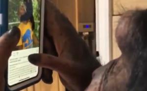 Upoznajte čimpanzu Sugrivu - Instagram profesionalca