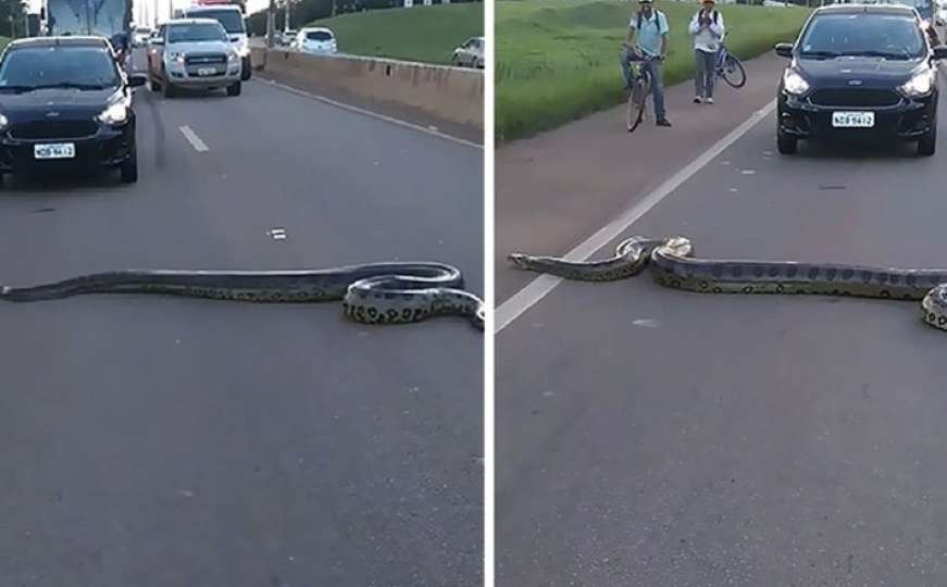 Brazil: Pogledajte kako se pojavila divovska anakonda i zaustavila saobraćaj