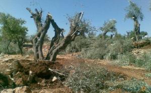 Jevrejski doseljenici uništili palestinski maslinjak kod Ramallaha