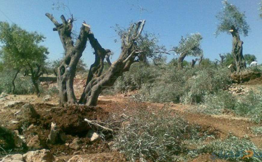 Jevrejski doseljenici uništili palestinski maslinjak kod Ramallaha
