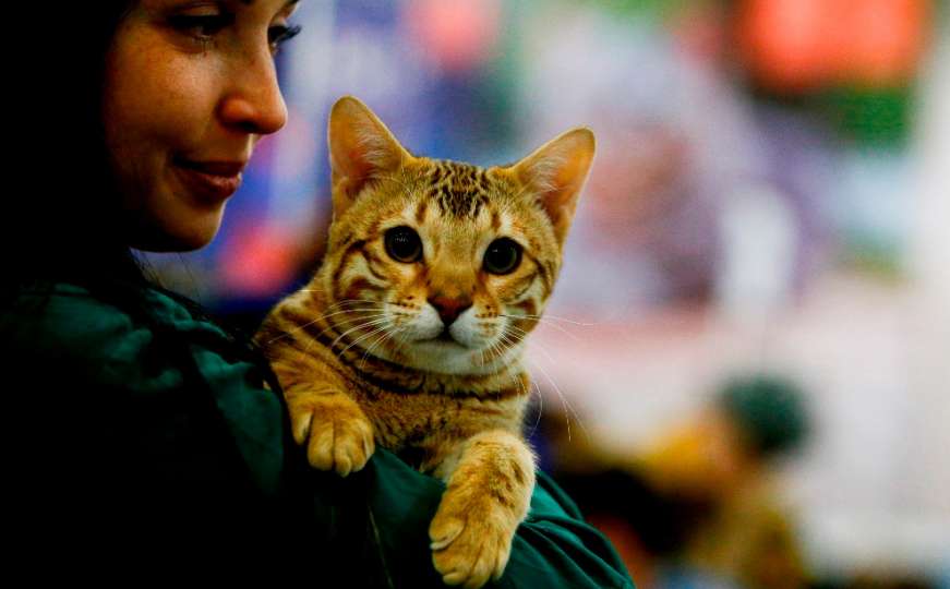"Mudrosti": Pet životnih lekcija koje možete da naučite od mačaka