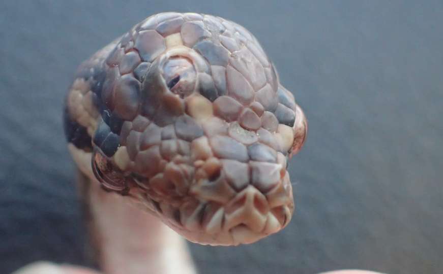 Nesvakidašnji slučaj: Pronađena zmija s tri oka