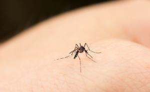 Oni dolaze: Evo kako ćete se riješiti komaraca sa sastojcima koje imate kući