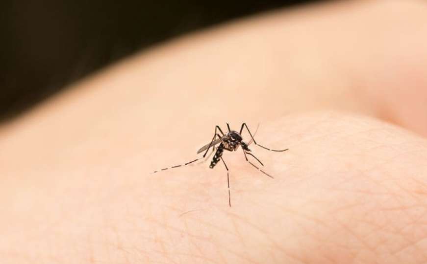 Oni dolaze: Evo kako ćete se riješiti komaraca sa sastojcima koje imate kući