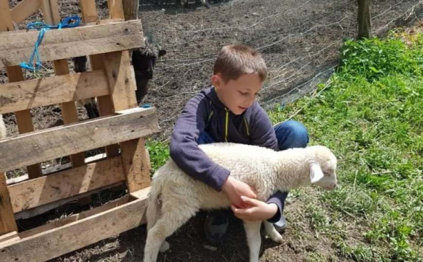 Dječaku Ameru donirali 10 ovaca da postane najveći farmer u BiH