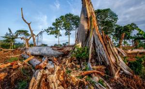 Detaljan izvještaj UN-a koji je zabrinuo svijet: Poharani ekosistemi, zagađenja...