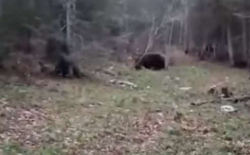 Medvjedi snimljeni u jednoj šumi kod Vareša