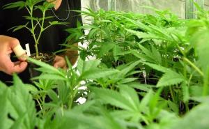Hrvatska postaje ozbiljan proizvođač i izvoznik marihuane