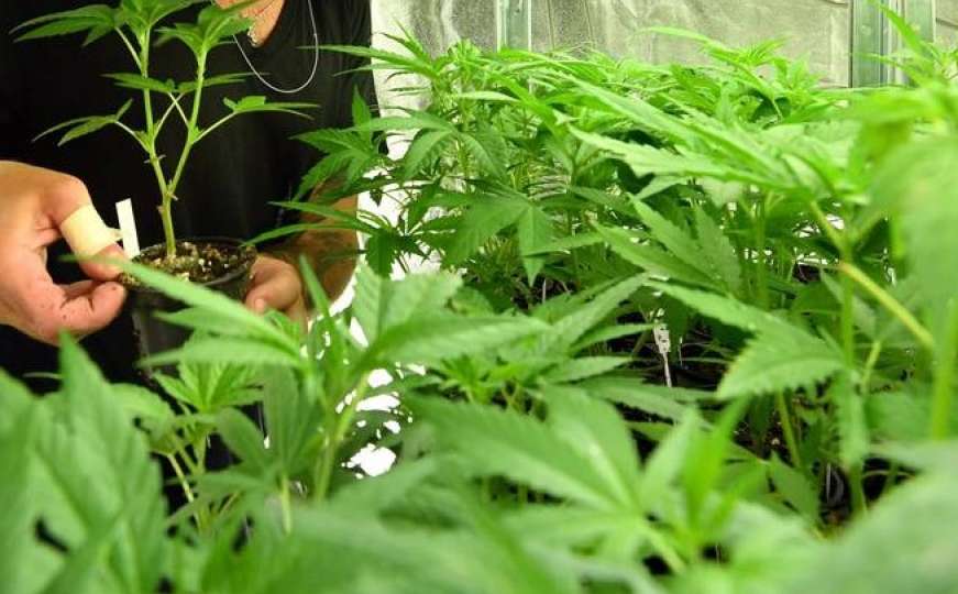 Hrvatska postaje ozbiljan proizvođač i izvoznik marihuane