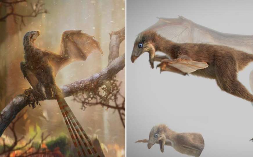 Otkrivena nova vrsta dinosaursa: Bili su veoma maleni, ali jako žestoki