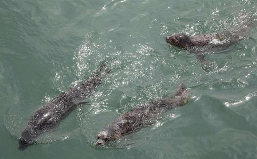 Bebe tuljani vraćeni u divljinu nakon što su spašeni od kineskih lovokradica