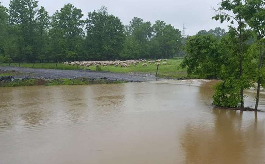 Prnjavor: Stado ovaca ostalo zarobljeno nakon izlijevanja rijeka