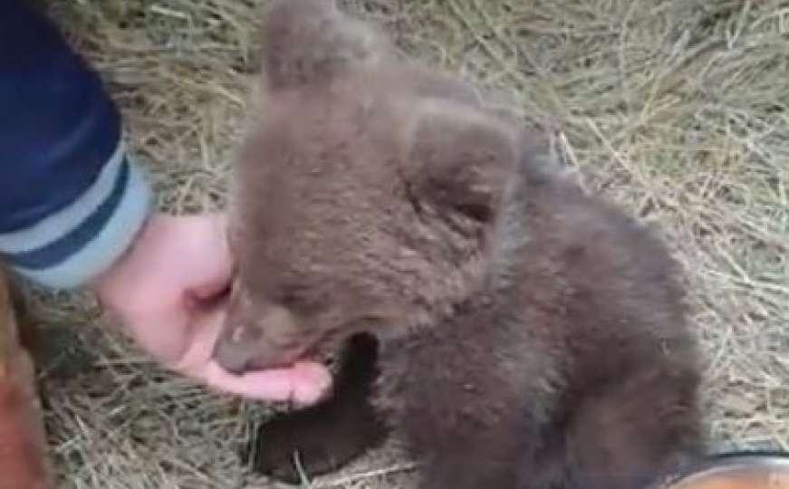 Mladunče medvjeda pronađeno kod Tarčina zbrinuto u Pionirskoj dolini