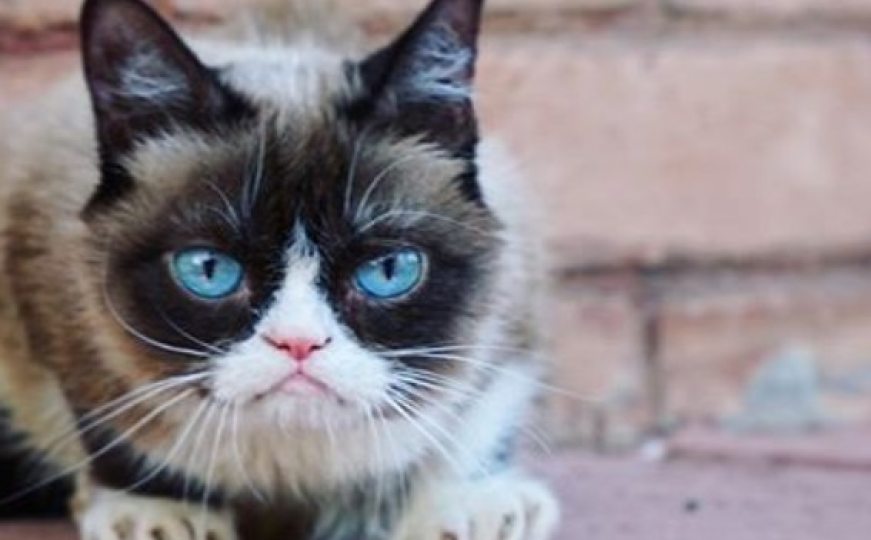 Zbogom, najslađi mrgude: Umrla Grumpy Cat, najpoznatija mačka na svijetu