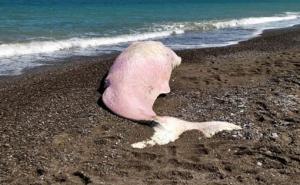 Katastrofa: More izbacilo još jednog mrtvog kita punog plastike