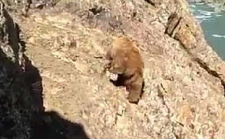 "Ljudi su najveće zlo": Kamenovali medvjeda koji pada niz liticu i navijali
