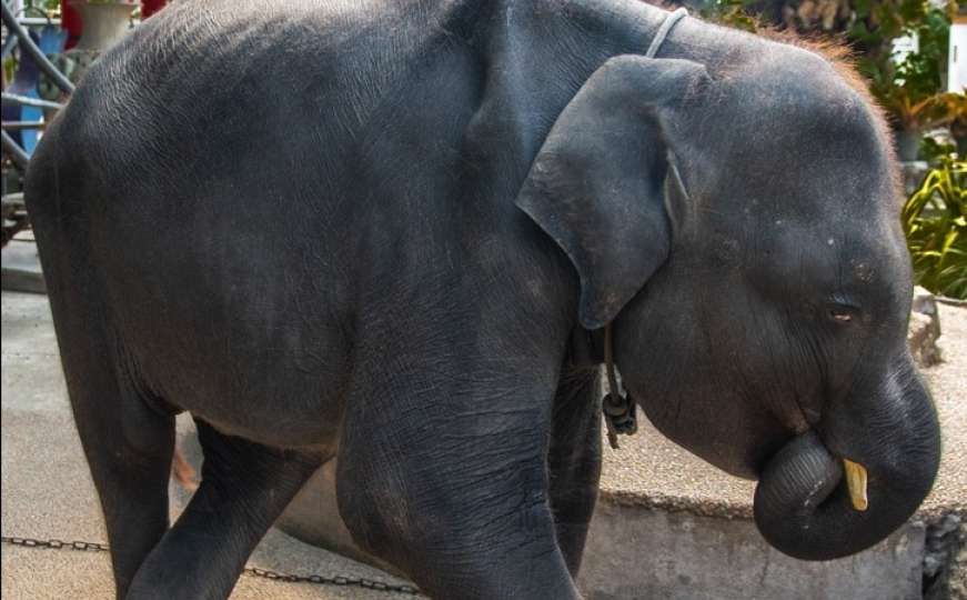 Tragičan kraj malog "Damba": Ljudskom krivicom preminuo slonić