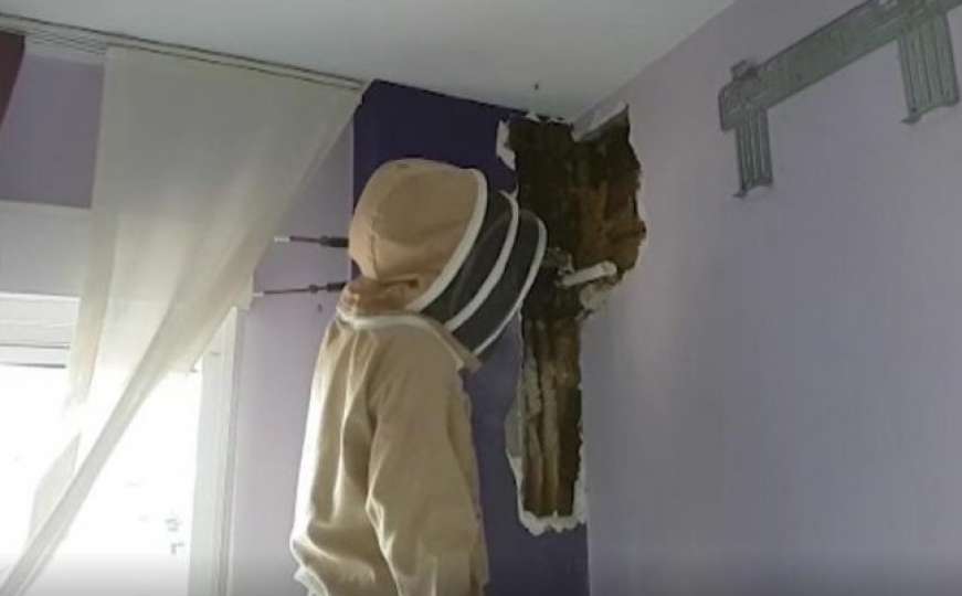 Bračni par u spavaćoj sobi pronašao košnicu od 80.000 pčela