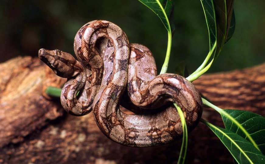 U svijetu svaki dan umre oko 200 osoba od ugriza zmije
