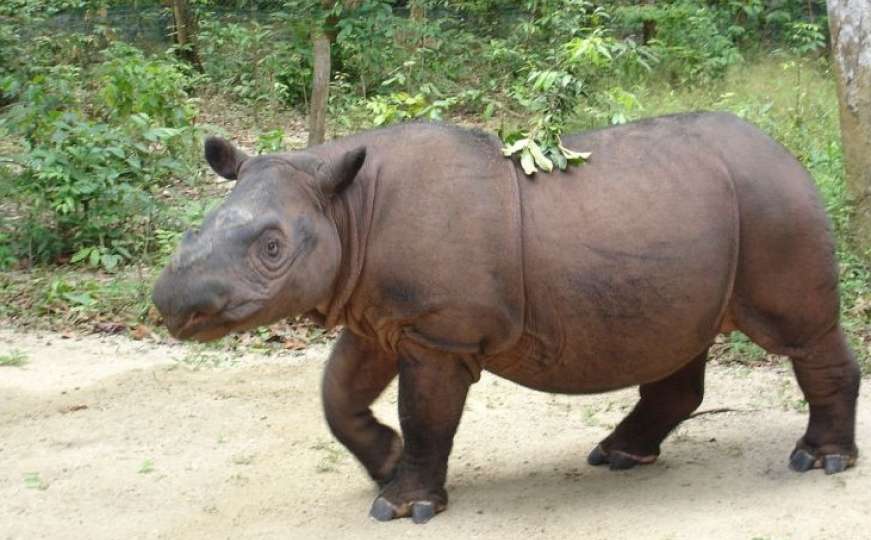 Uginuo posljednji mužjak sumatranskog nosoroga u Maleziji