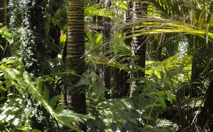 Pa šta radimo: Uništeno 2.000 kilometara amazonske prašume
