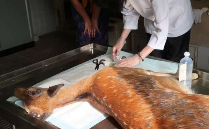 Uginula srna u čijem je stomaku pronađeno četiri kilograma plastike