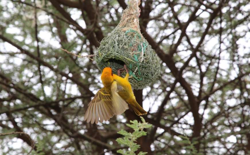 Umjetnost pravljenja gnijezda: Gotovo najbolji "dizajneri" u prirodi