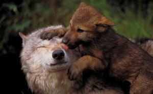 WWF: U Europu se vraćaju velike zvijeri