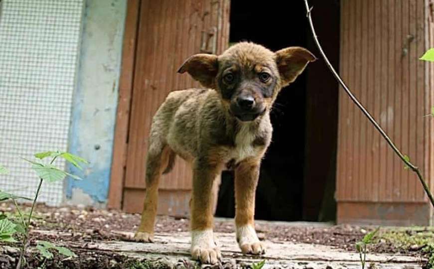 Kako da čovjek ne zaplače: Priča o psima iz Černobila slama srca