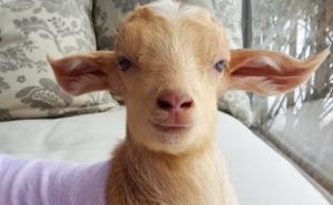 Interesantno: Kakve ljude više vole koze - nasmijane ili ljute