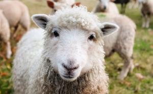 Kad UIO prodaje: Jaganjci oduzeti od švercera "otišli" za 1.200 KM