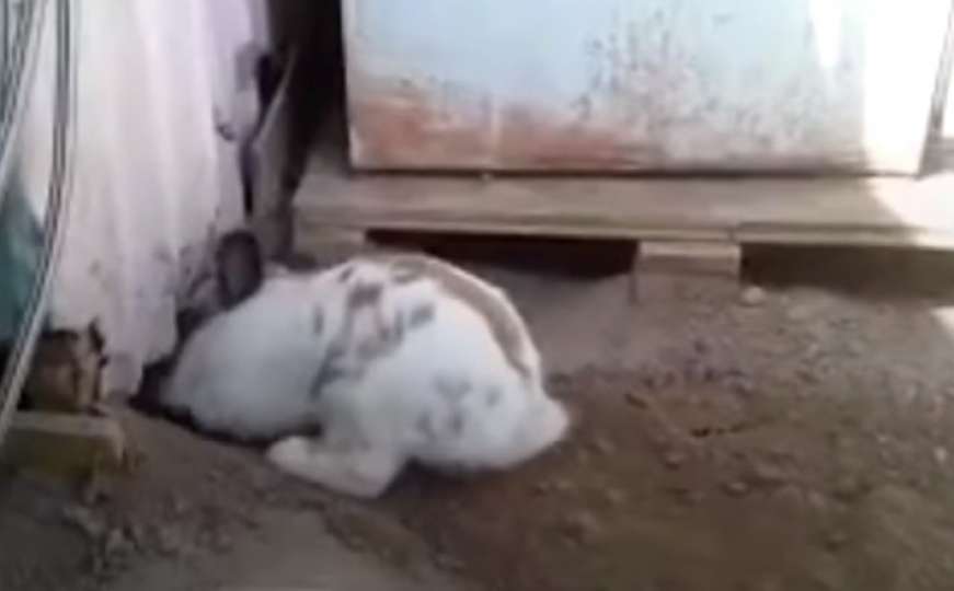 Kada se male životinje slože: Pogledajte kako zec pomaže mački