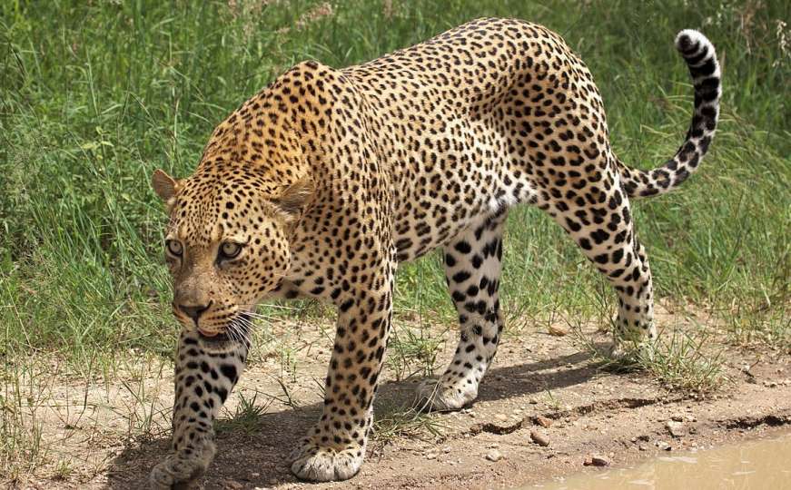 Dječaka ubio leopard u nacionalnom parku u Južnoafričkoj Republici